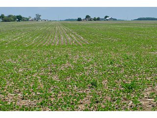 Property photo 41 - LAND AUCTION - 700+/- ACRES OFFERED IN 16 TRACTS IN ALLEN COUNTY, INDIANA